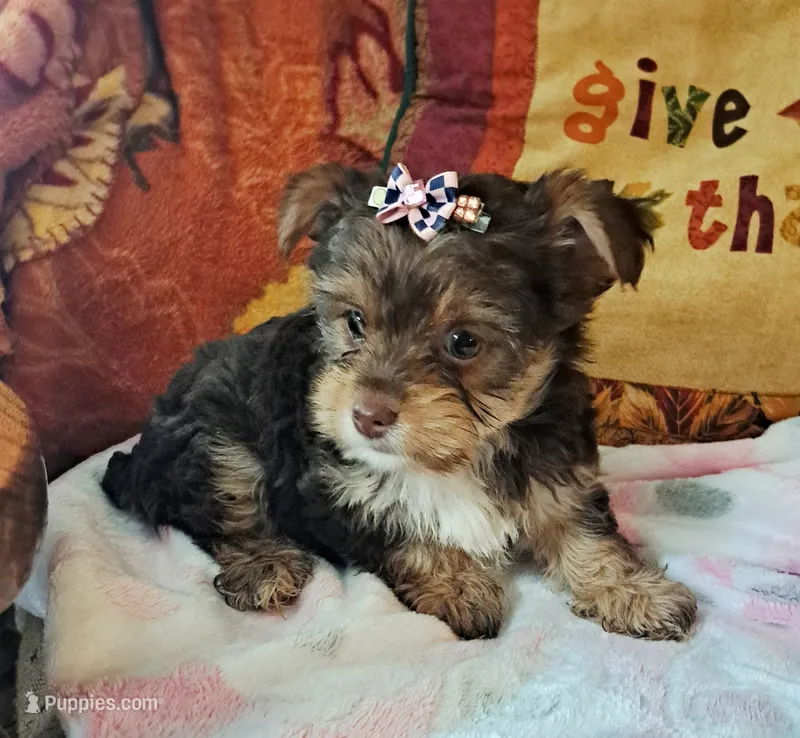Akc Penny – Yorkshire Terrier puppy for sale in Star City, IN
