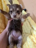 Akc Rosie , a female Yorkshire Terrier for sale in Star City, IN – 5 of 7