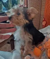 Akc Luna, a female Yorkshire Terrier for sale in Star City, IN – 4 of 10