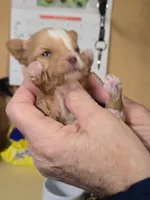 Akc Goldilocks , a female Yorkshire Terrier for sale in Star City, IN – Photo 2 of 4
