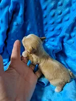 Akc Goldilocks , a female Yorkshire Terrier for sale in Star City, IN – Photo 4 of 4