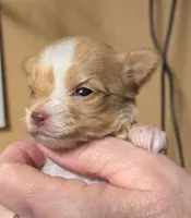 Akc Goldilocks , a female Yorkshire Terrier for sale in Star City, IN – Photo 3 of 4