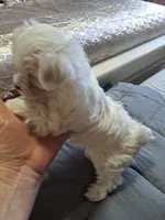 Teddy , a male Yorkshire Terrier for sale in Star City, IN – Photo 6 of 6