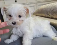 Teddy , a male Yorkshire Terrier for sale in Star City, IN – Photo 2 of 6