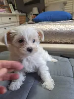 Teddy , a male Yorkshire Terrier for sale in Star City, IN – Photo 5 of 6