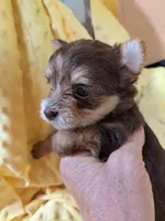 Akc Rosie , a female Yorkshire Terrier for sale in Star City, IN – 4 of 7
