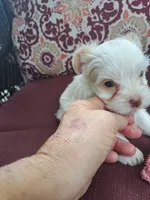 Akc Ivory , a female Yorkshire Terrier for sale in Star City, IN – 2 of 5