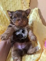 Akc Penny, a female Yorkshire Terrier for sale in Star City, IN – 3 of 5