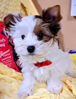 Akc Piper, a male Yorkshire Terrier for sale in Star City, IN – Photo 5 of 9