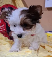 Akc Piper, a male Yorkshire Terrier for sale in Star City, IN – Photo 6 of 9