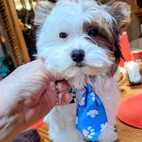 Akc Piper, a male Yorkshire Terrier for sale in Star City, IN – Photo 6 of 7
