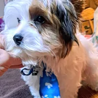 Akc Piper, a male Yorkshire Terrier for sale in Star City, IN – Photo 7 of 7