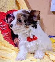 Akc Piper, a male Yorkshire Terrier for sale in Star City, IN – Photo 2 of 9