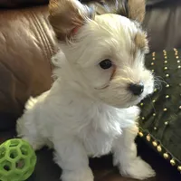 Akc Piper, a male Yorkshire Terrier for sale in Star City, IN – Photo 4 of 7