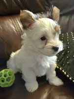 Akc Piper, a male Yorkshire Terrier for sale in Star City, IN – Photo 4 of 9