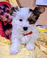 Akc Piper, a male Yorkshire Terrier for sale in Star City, IN – Photo 3 of 9