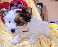 Akc Piper, a male Yorkshire Terrier for sale in Star City, IN – Photo 7 of 9