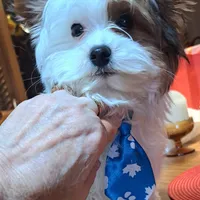 Akc Piper, a male Yorkshire Terrier for sale in Star City, IN – Photo 1 of 7