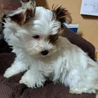 Akc Piper, a male Yorkshire Terrier for sale in Star City, IN – Photo 5 of 7
