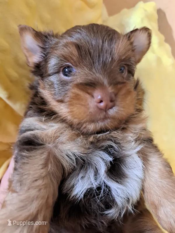 Akc Penny – Yorkshire Terrier puppy for sale in Star City, IN