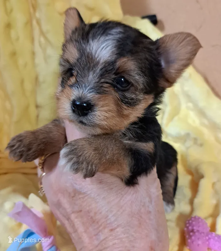Akc Luna – Yorkshire Terrier puppy for sale in Star City, IN