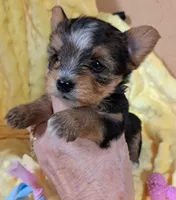 Akc Luna, a female Yorkshire Terrier for sale in Star City, IN – 1 of 4