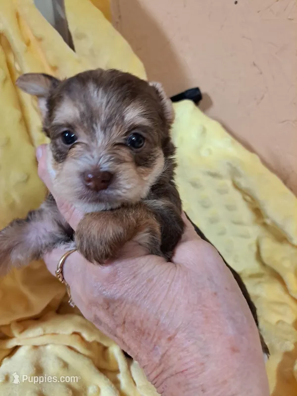 Akc Rosie  – Yorkshire Terrier puppy for sale in Star City, IN