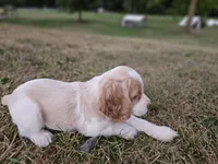 Hazel, a female Cocker Spaniel for sale in Clyde, NY – 3 of 4