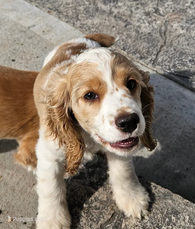 Hazel – Cocker Spaniel puppy for sale in Clyde, NY