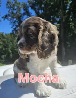 Mocha, a female Cocker Spaniel for sale in Clyde, NY – 1 of 4