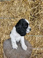 Oreo, a male Cocker Spaniel for sale in Clyde, NY – 3 of 4