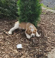 Hazel, a female Cocker Spaniel for sale in Clyde, NY – 3 of 5