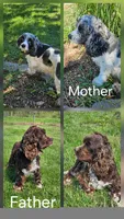 Hazel, a female Cocker Spaniel for sale in Clyde, NY – 4 of 4