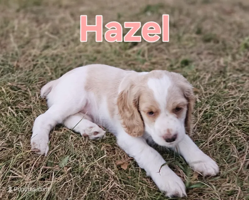 Hazel – Cocker Spaniel puppy for sale in Clyde, NY