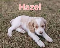Hazel, a female Cocker Spaniel for sale in Clyde, NY – 1 of 4