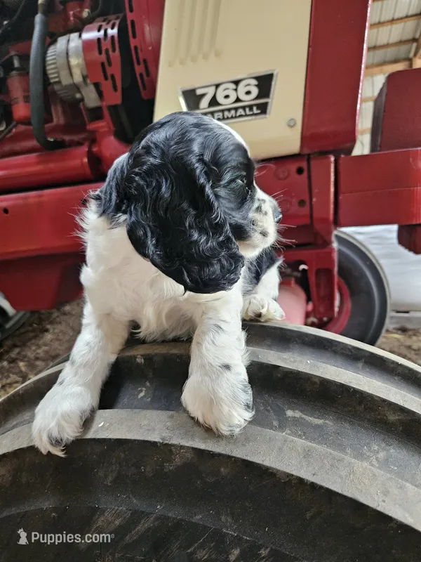 Oreo – Cocker Spaniel puppy for sale in Clyde, NY