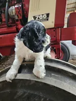 Oreo, a male Cocker Spaniel for sale in Clyde, NY – 1 of 4
