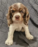 Mocha, a female Cocker Spaniel for sale in Clyde, NY – 3 of 4