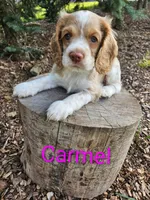 Carmel, a female Cocker Spaniel for sale in Clyde, NY – 1 of 4