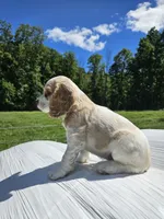 Hazel, a female Cocker Spaniel for sale in Clyde, NY – 2 of 4