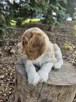 Carmel, a female Cocker Spaniel for sale in Clyde, NY – 3 of 4
