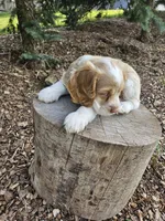 Carmel, a female Cocker Spaniel for sale in Clyde, NY – 2 of 4