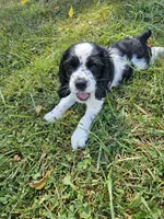 Oreo, a male Cocker Spaniel for sale in Clyde, NY – 2 of 4