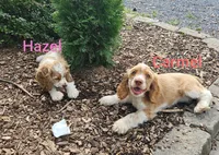 Hazel, a female Cocker Spaniel for sale in Clyde, NY – 2 of 5