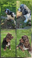 Mocha, a female Cocker Spaniel for sale in Clyde, NY – 4 of 4