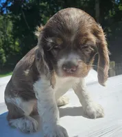 Mocha, a female Cocker Spaniel for sale in Clyde, NY – 2 of 4