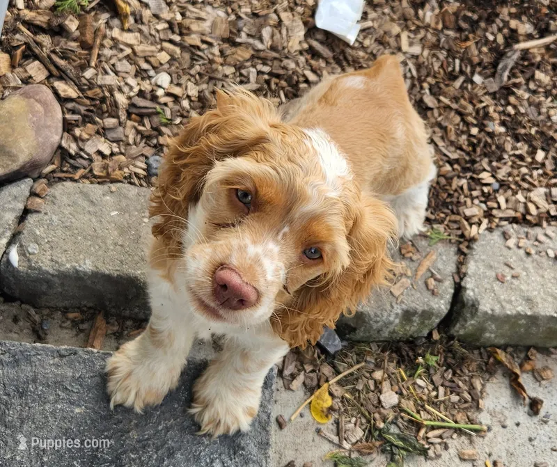 Carmel – Cocker Spaniel puppy for sale in Clyde, NY