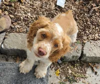 Carmel, a female Cocker Spaniel for sale in Clyde, NY – 1 of 5
