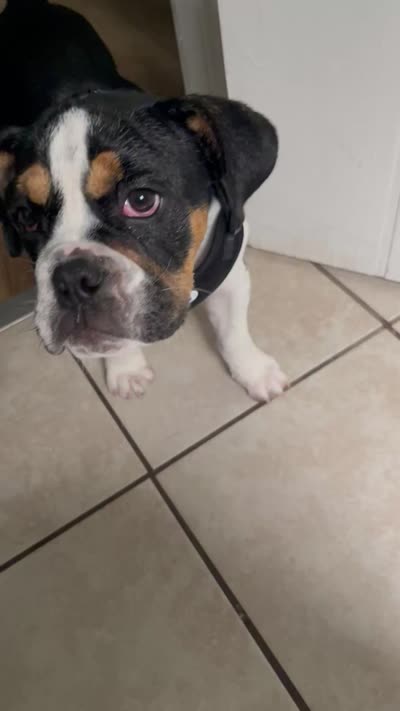 Rocco, a male English Bulldog and Beagle for sale in Memphis, TN – 1 of 1