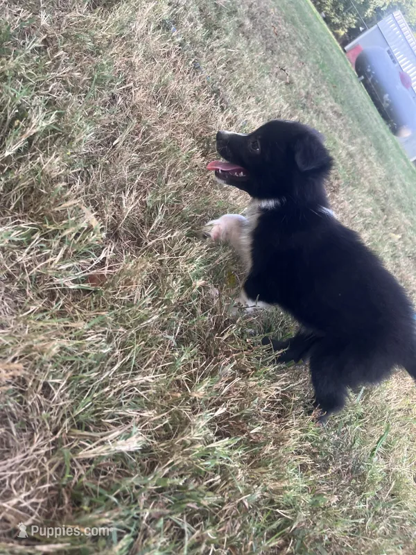 Dale – Australian Shepherd puppy for sale in Lewisburg, TN